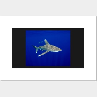 An Oceanic White Tip Shark Cruising in the Deep Blue Posters and Art